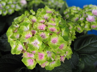 Kolorowy kwiat Hortensji