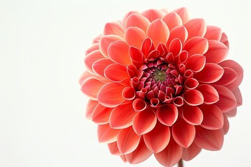 Dahlia flower on white background