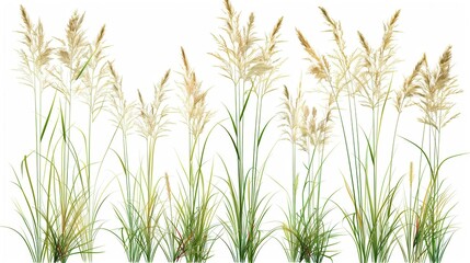 elegant set of calamagrostis arundinacea grass isolated on white background realistic 3d illustration