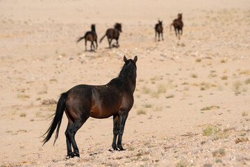 The desert horses of Namibia