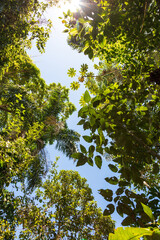Fototapeta premium Vista aérea de uma floresta tropical exuberante com árvores verdes densas sob um céu claro, destacando a biodiversidade da natureza.