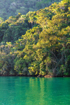 Meeting of the Atlantic Forest with the ocean waters in Ilha Grande, Angra dos Reis, RJ, Brazil.