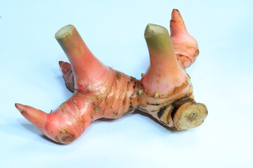Indonesian spice called Laos or galangal with large size on white background