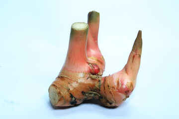 Indonesian spice called Laos or galangal with large size on white background