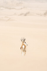 Springbok in beautiful sand dune landscape