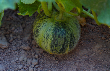 fresh melons are not yet ripe.