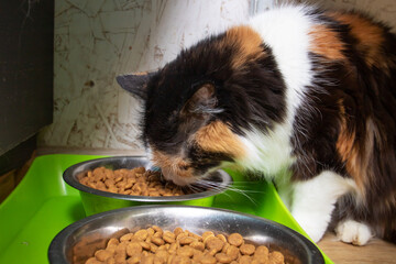 Funny tricolor cat at home, closeup portrait