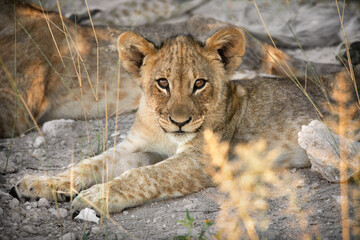 Close up of a cute lion cub