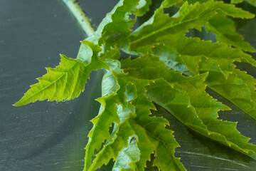 Giant Hogweed leaf with solid background