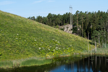 Obraz premium Giant Hogweed plants in front of a lake