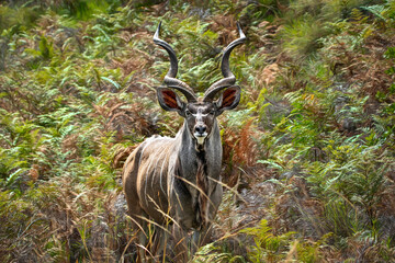 Beautiful view of a male kudu