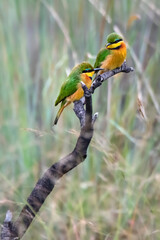 Two bee eaters resting on a branch