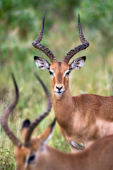 Male impala with beautiful horns looking in the camera