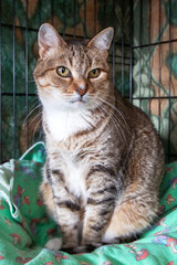 A cat sits in a cage on a green blanket, shorthaired with whiskers