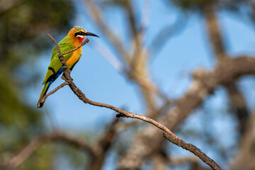 Bee eater resting on a branch