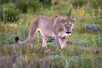 Lioness in beautiful nature of Africa