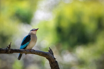 Beautiful colorful kingfisher on a branch