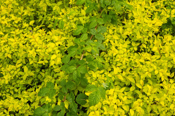 Green raspberry leaves against a background of light yellow plants in the garden