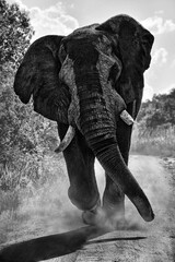 Aggressive African elephant charging towards photographer