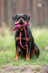 Cute black and tan Rottweiler in a pink collar, holding a pink leash in his mouth, waiting for a walk with the owner, on the green blurred background in the forest outdoor. Close up pet portrait in hi
