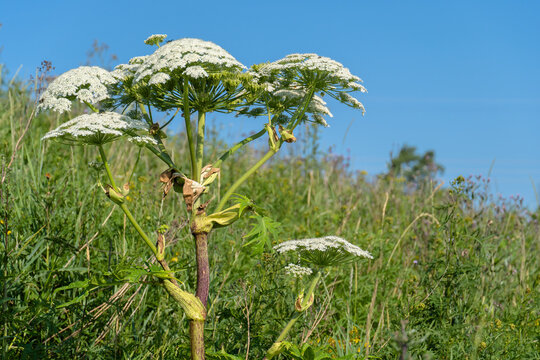 Giant Hogweed plants in a hill between grass