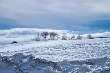 Norwegian high mountains in the snow. Bare group of trees in a white landscape.