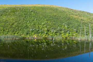 Obraz premium Giant Hogweed plants in a hill in front of a lake
