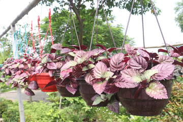 Strobilanthes alternata plant on hanging pot