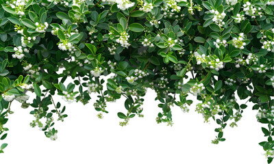 Evergreen bush, Dense Green Hedge on transparent background