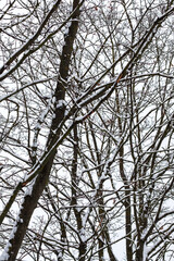 A serene snowy forest with snowcovered trees under a white sky
