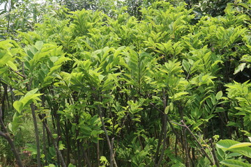 sugar apple plant on nursery for sell