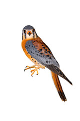 American Kestrel (Falco sparverius) High Resolution Photo, Perched on a Transparent, Isolated PNG Backgound