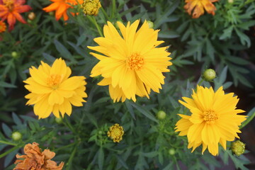 Fototapeta premium yellow colored sulfur cosmos flower