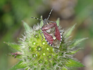 Hairy shield bug (Dolycoris baccarum), adult in spring and summer colours sitting on a Macedonian scabious seed head