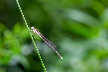 A dragonfly sits on a blade of grass on a summer day