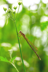 A dragonfly sits on a blade of grass on a summer morning