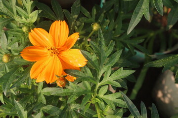 Sulfur cosmos flower plant on farm