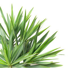 Fototapeta premium Yucca plant Lush green houseplant for indoor decor, on transparent background