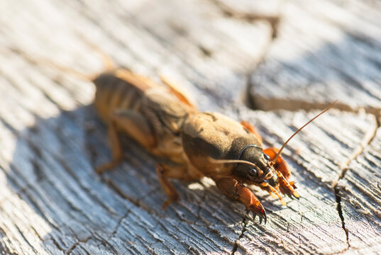 Mole cricket insect, lat. Gryllotalpidae, on a wooden background. Selective focus