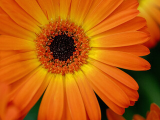 Bold orange gerbera, daisy symbol for a happy, sunny, bright day