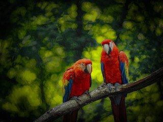 Two ara parrots on brunch with green background. Photo with positive emotion. Can it use as potrait for adverb in zoo, pet shop, protected and other. Two birds in nature. Very colour animal.