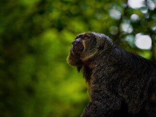 White-faced saki (Pithecia pithecia), adult, female, animal portrait