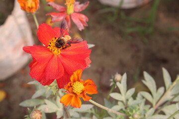yellow colored sulfur cosmos flower