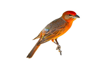 Hepatic Tanager (Piranga flava) High Resolution Photo, Perched, Over a Transparent PNG Background