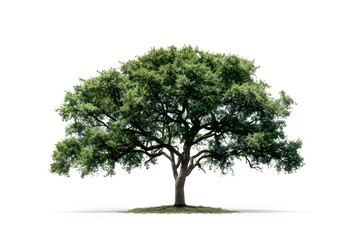 Big tree isolated on white background