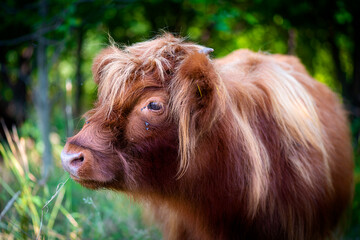 portret krowy szkockiej rasy Highland Cattle © piotr
