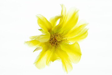 isolated yellow flower of opuntia compressa on white background