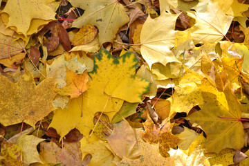 a pile of yellow and green leaves with sunshine 