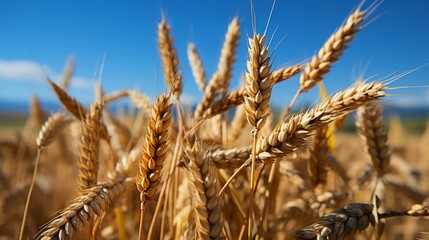 Fototapeta premium Close up of golden wheat ears in sunlit field with blue sky in background, agriculture scene