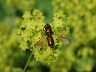 Broad centurion soldier fly (Chloromyia formosa), male sitting on bright green lady's mantle flowers